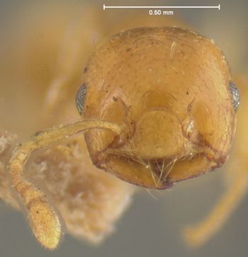 Media type: image; Entomology 9165   Aspect: head frontal view